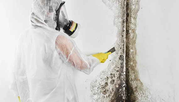Affordable Mold Removal Services
