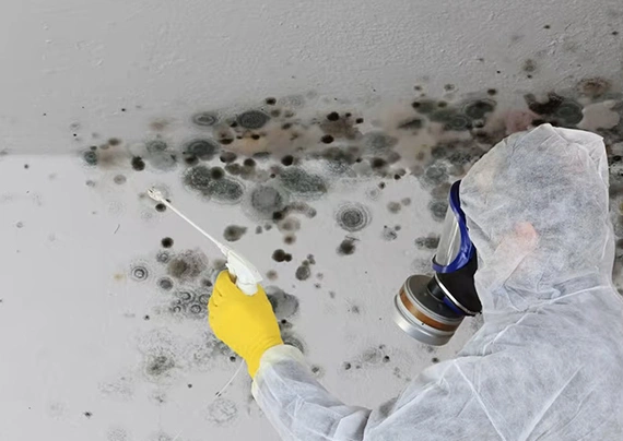 Black Toxic Mold Removal Services