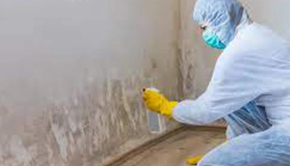 Emergency Mold Removal Services